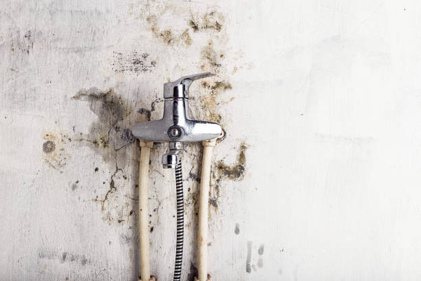 Best Residential Mold Removal  in New Town, ND