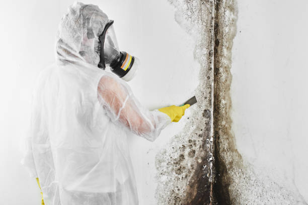 Best Mold Damage Repair  in New Town, ND