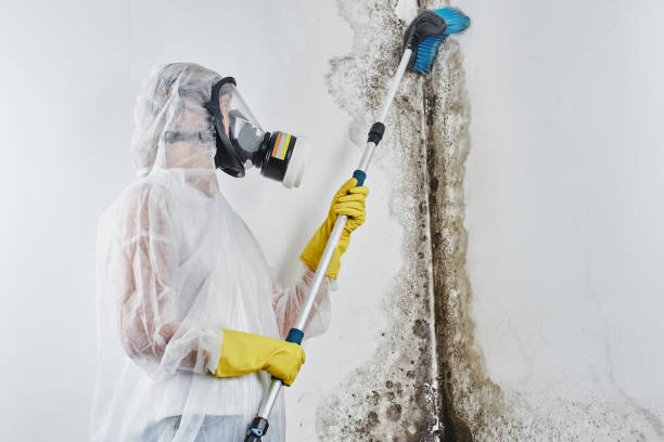 Best Mold Removal Company Near Me  in New Town, ND