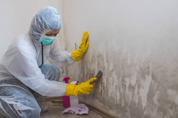 Mold Removal and Inspection in New Town, ND