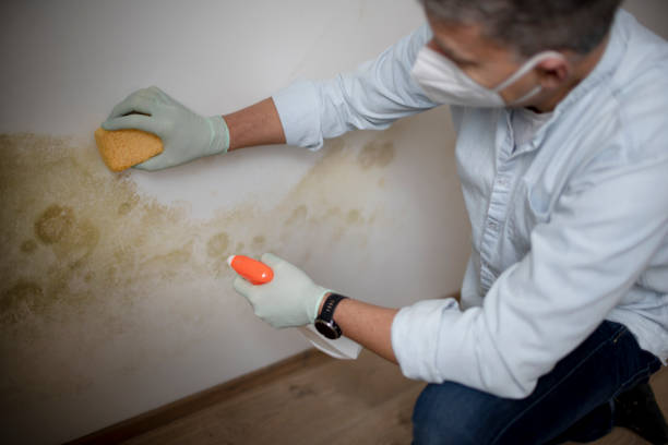 Best Professional Mold Removal  in New Town, ND