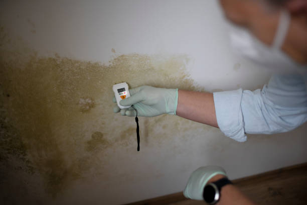 Best Mold Removal Company Near Me  in New Town, ND
