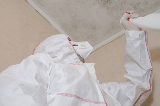 Best Emergency Mold Removal  in New Town, ND