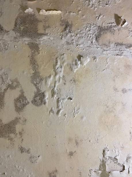 Best Mold Remediation  in New Town, ND