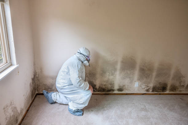 Professional Mold Removal in New Town, ND
