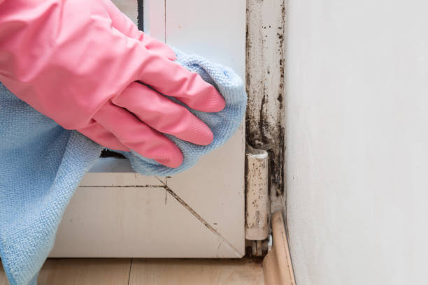 Best Mold Removal and Inspection  in New Town, ND