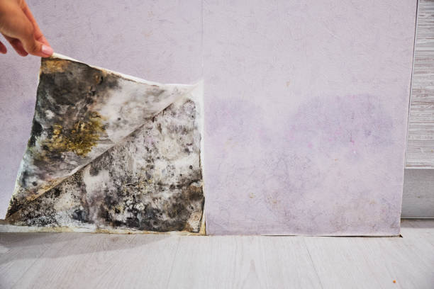 Best Certified Mold Removal  in New Town, ND